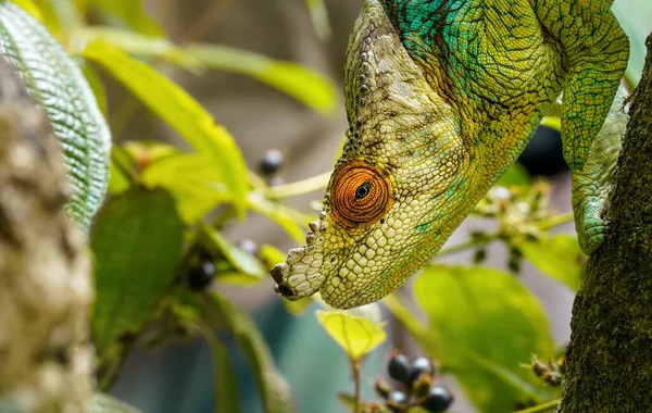 木の下を歩くパーソンズ Calumma Parsonii のカメレオン クローズアップ詳細ぼやけた植物の背景 — ストック写真