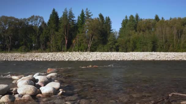 Rzeka Płynąca Słoneczny Dzień Okrągłe Kamienie Brzegu Tło Drzew Iglastych — Wideo stockowe