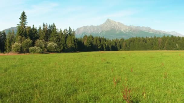 緑の夏の牧草地 草の風に移動し 遠くに上の澄んだ空とマウントクリヴァンピーク スロバキアのシンボル — ストック動画