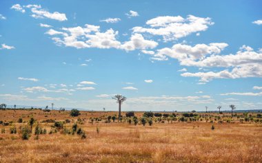 Flat land with low grass, some baobab trees growing in distance, typical landscape of Maninday, region Madagascar 