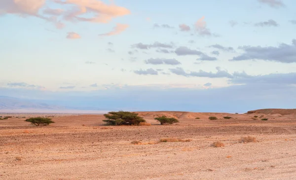 Small Bushes Growing Desert Landscape Sunset Clouds Distance Typical Scenery —  Fotos de Stock