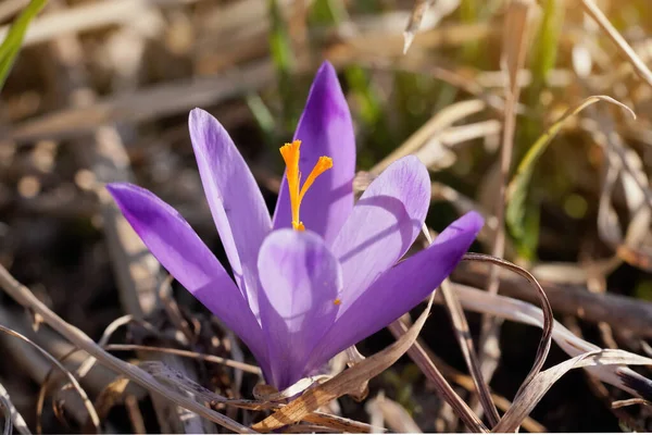 Sun Shines Wild Purple Yellow Crocus Flower Growing Spring Dry — Stock Photo, Image