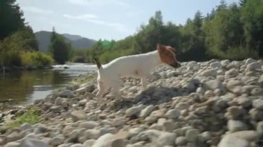 Küçük Jack Russell köpeği, kürkü ıslak, güneşin altında yürüyor nehir kenarındaki taşlarda, bulanık ağaçlar...