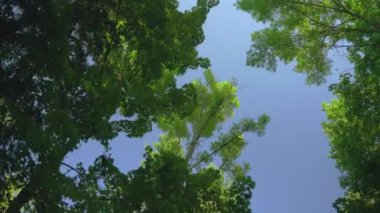 Walking through the forest, looking up - green tree leaves against blue sky