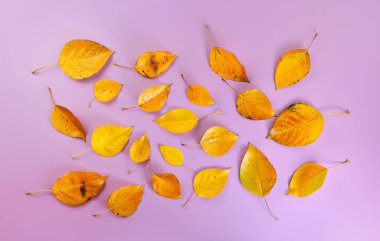 Leylak tahtasında turuncu sonbahar yaprakları, yukarıdan aşağı görünüm