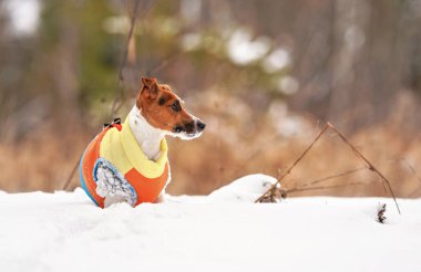 Küçük Jack Russell teriyeri, parlak kışlık paltosu, derin karda bekliyor.