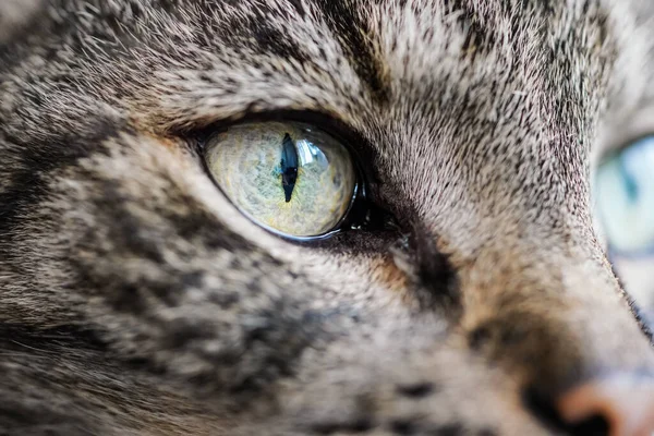 Gato Listrado Cinza Detalhe Close Seu Olho Verde — Fotografia de Stock