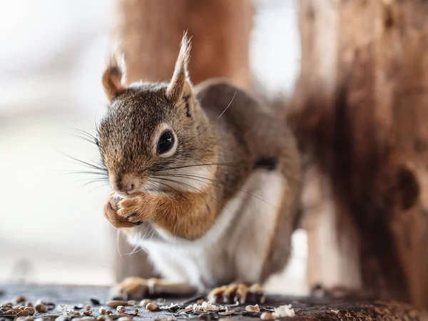 American Red Squirrel Tamiasciurus Hudsonicus Eating Seeds Closeup Detail — Stock Photo, Image