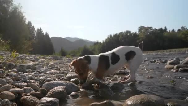 川の近くで遊んでいる小さなジャック ラッセル テリアの犬 湿った地面と丸い石 太陽が川 丘の背景を照らした — ストック動画