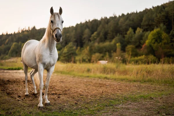 Cavallo Arabo Bianco Piedi Terreno Agricolo Prato Sfocato Sfondo Della — Foto Stock