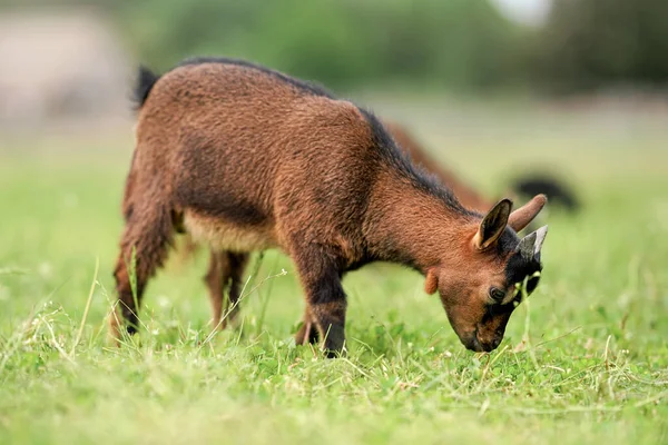 Pequeña Cabra Marrón Raza Pigmeo Holanda Niño Pastando Comiendo Hierba — Foto de Stock