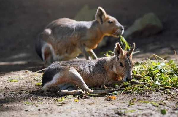 Patagonian Mara Dolichotis Patagonum Odpočívající Zemi Zoo Další Zvíře Rozmazané — Stock fotografie