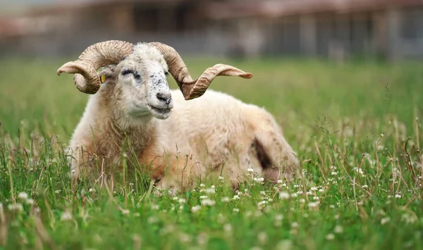 Boynuzları Bükülmüş Koyunlar Geleneksel Slovaklar Orijinal Valaska Bahar Çayırlarında Dinleniyor — Stok fotoğraf