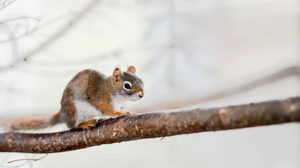 American Red Squirrel Tamiasciurus Hudsonicus Walking Thin Branch Closeup Detail — Stock Photo, Image
