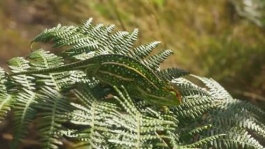 Tiny Jewelled Campan bukalemunu Furcifer campani güneş tarafından aydınlatılan yeşil eğrelti otu yapraklarının üzerinde yürüyordu. Çoğu bukalemun Madagaskar 'a özgü.