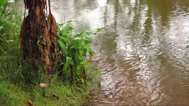 Pluie Tombant Sur Lac Dans Jungle Palmier Tronc Buisson Avec — Video