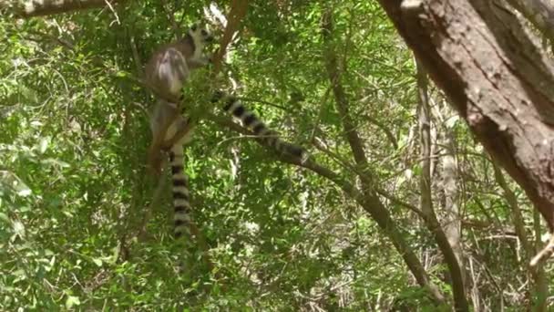 环尾狐猴 Lemur Catta 栖息在马达加斯加森林里的树上 — 图库视频影像