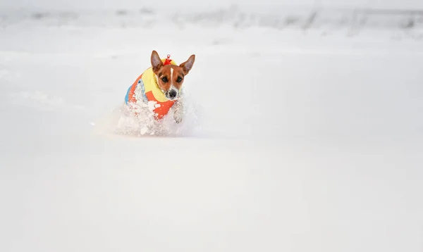 Jack Russell Terrier Running Deep Snow Covered Field Camera Wearing — Stock Photo, Image