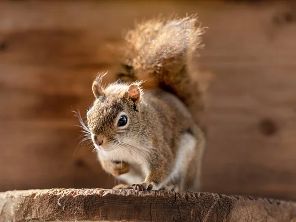 American Red Squirrel Tamiasciurus Hudsonicus Resting Wooden Board Closeup Detail — Stock Photo, Image