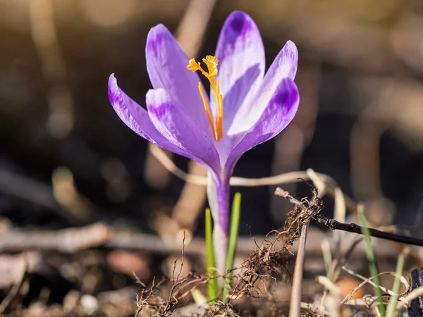 Sol Brilha Íris Roxa Amarela Selvagem Descoloração Crocus Heuffelianus Flor — Fotografia de Stock