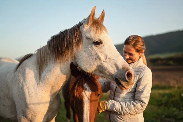 Білий Арабський Кінь Осінній День Деталь Голові Розмитий Посміхаючись Молода — стокове фото