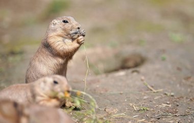 Siyah kuyruklu çayır köpeği (Cynomys ludovicianus) çimen sapları, yakın plan ayrıntıları ve ön planda bulanık bir hayvan yer alır.