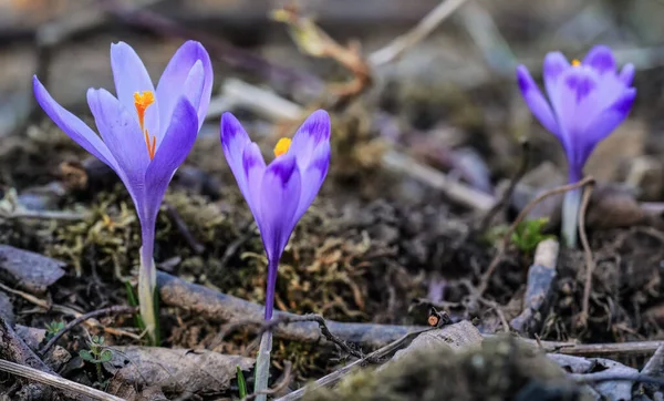 Фиолетовый Желтый Ирис Crocus Heuffelianus Discolor Цветок Растущий Тени Сухой — стоковое фото