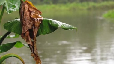 Yağmur ormandaki bir göle, palmiye ağacına ya da nemli yapraklı çalılara, Madagaskar yağmur ormanlarına yağar.