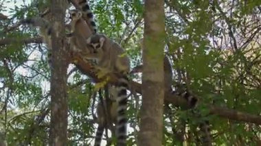 Halka kuyruklu lemurlar (Lemur catta), Madagaskar ormanlarındaki doğal yaşam alanlarında, dalların üzerinde ağaçta otururlar.