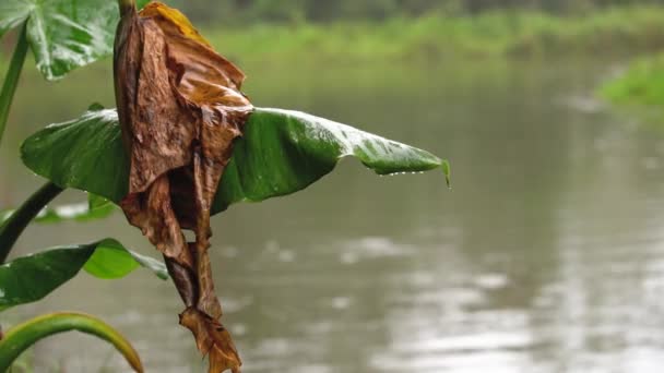 Pluie Tombant Sur Lac Dans Jungle Gros Plan Sur Palmier — Video