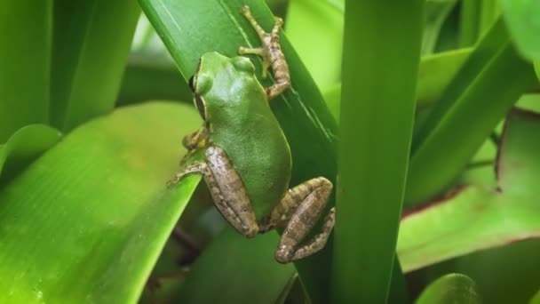 Kleiner Madagaskar Laubfrosch Ruht Auf Grünem Blatt Nahaufnahme Detail — Stockvideo