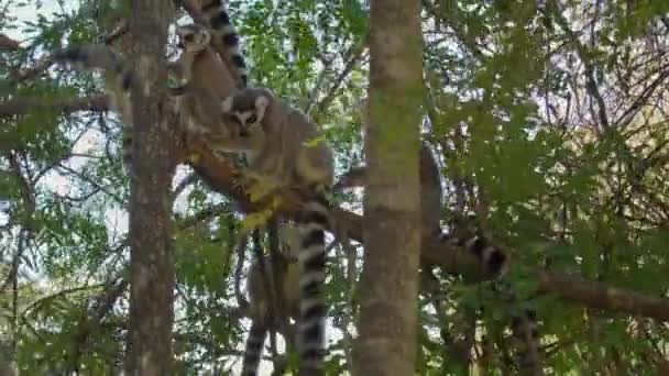 Grupo Lémures Cola Anillada Lemur Catta Sentados Sobre Árboles Sobre — Vídeos de Stock