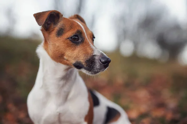 Pequeño Jack Russell terrier detalle del perro en la cabeza y la cara, bonito fondo borroso bokeh otoño —  Fotos de Stock