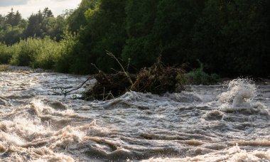 Nehirde hızla akan kirli sel sularında güneş parlar, kökleri olan küçük ağaçları alır.