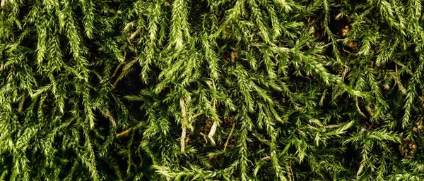 Мелкий зеленый мох, Ctenidium species, растет в лесу на дереве, крупным планом макро детали — стоковое фото