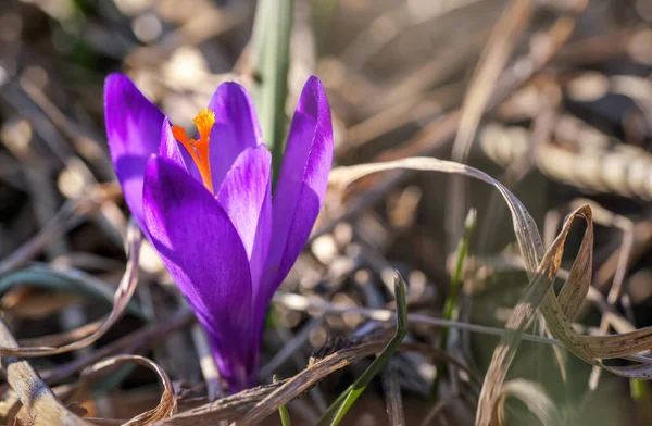 Íris roxa e amarela selvagem Crocus heuffelianus descolorir flor crescendo na grama seca com folhas ao redor — Fotografia de Stock