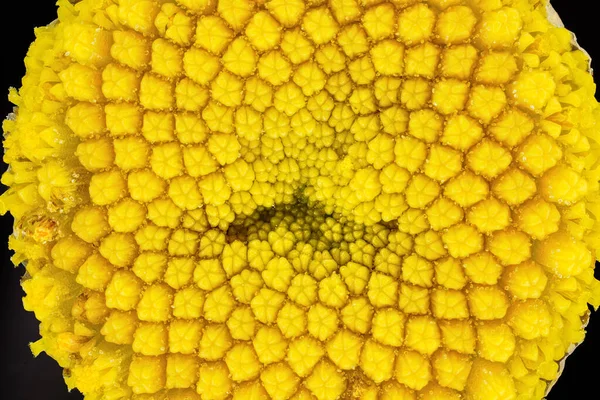 Yellow Tansy - Tanacetum vulgare - flower under microscope, image width 9mm — Stock Photo, Image