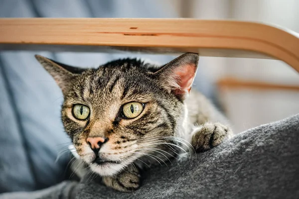 Grigio Gatto Tabby Marrone Appoggiato Sulla Poltrona Guardando Curiosamente Dettaglio — Foto Stock