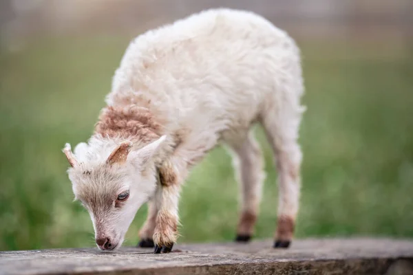 Genç Koyun Kuzu Bahar Çayırı Nın Yanında Tahta Tahtada Yürüyor — Stok fotoğraf