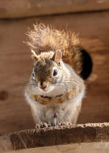 American Red Squirrel Tamiasciurus Hudsonicus Resting Wooden Board Closeup Detail — Stock Photo, Image