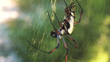 Kırmızı bacaklı altın dokumacı dişi - Nephila inaurata madagascariensis, yuvasında dinleniyor, arka planda bulanık çalılar üzerinde güneş, yakın makro detay