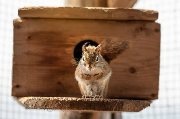 American Red Squirrel Tamiasciurus Hudsonicus Resting Wooden Board Box — Stock Photo, Image