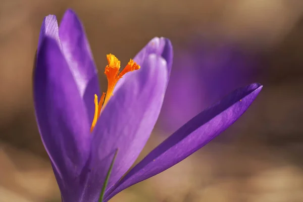 Sol Brilha Íris Roxa Amarela Selvagem Descoloração Crocus Heuffelianus Flor — Fotografia de Stock