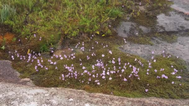 Pequeñas Flores Color Lila Que Crecen Sobre Piedras Húmedas Cerca — Vídeo de stock