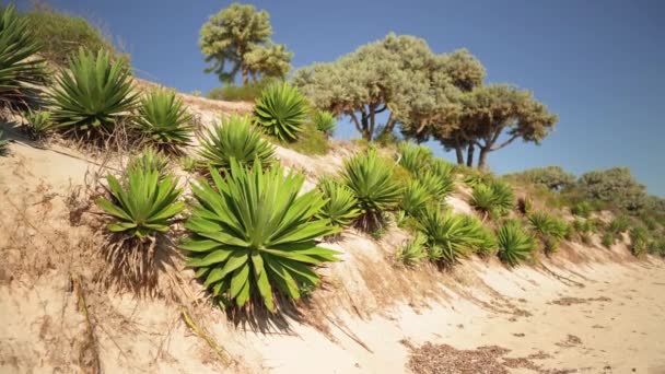 Small Agave Shrubs Growing Sandy Beach Some Low Trees Background — Stok Video