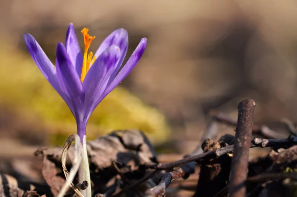 Zon Schijnt Wilde Paarse Gele Iris Crocus Heuffelianus Verkleuring Bloem — Stockfoto