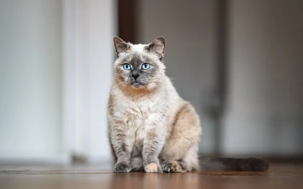 Παλαιότερη Γκρι Γάτα Διαπεραστικά Μπλε Μάτια Κάθεται Στο Ξύλινο Πάτωμα — Φωτογραφία Αρχείου