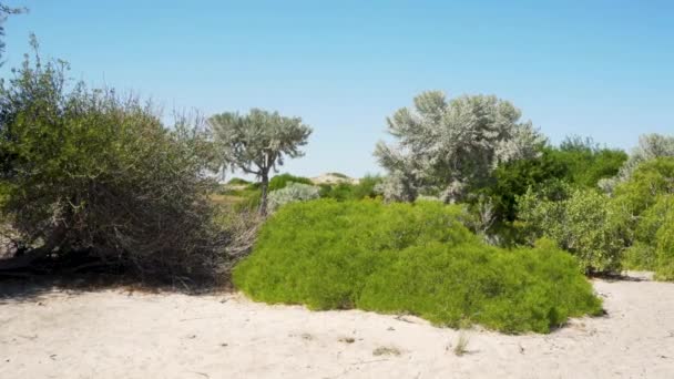 Slunce Svítí Nízké Autobusy Stromy Euforbia Stenoclada Rostoucí Písečné Pláži — Stock video
