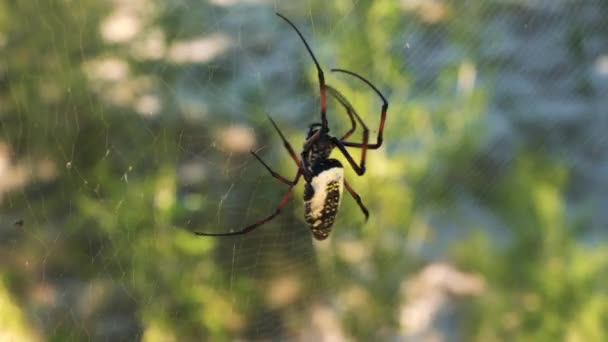 Roodbenige Goudkleurige Weverspin Vrouwtje Nephila Inaurata Madagascariensis Lopend Haar Net — Stockvideo