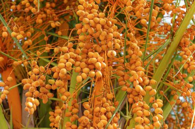 Pindo jöle palmiye ağacı (butia capitata) sarı meyveler, yakın plan detayı